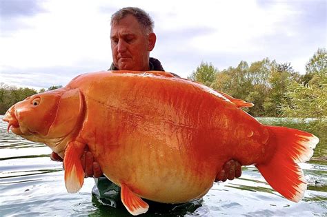 Kidderminster man catches giant goldfish - BBC News