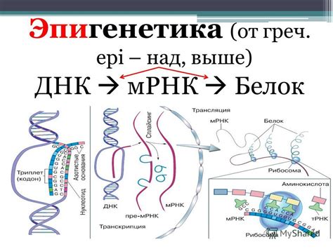 Презентация на тему: "Эпигенетика и её роль в развитии рака ...