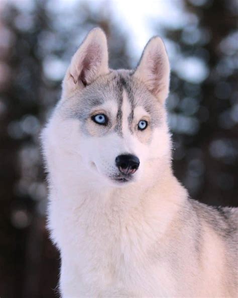 Husky Malamute Mix Facts | Alpha Paw