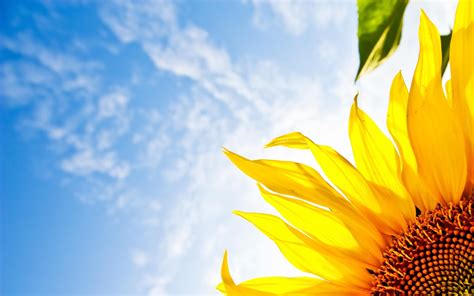 Sunflower Background wallpaper | 2560x1600 | #7566