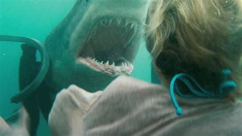 Shark Night - Plugged In
