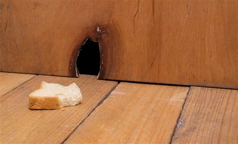 Why Do Mice Chew On Walls at Ellen Baeza blog