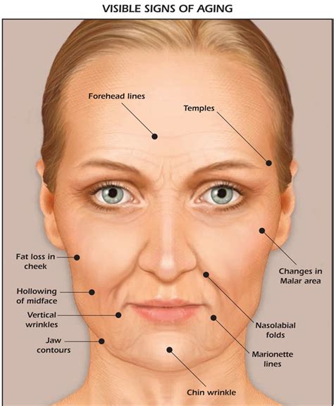 Face Anatomy Diagram