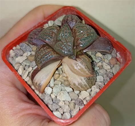 haworthia splendens kintoun variegata cactus shop