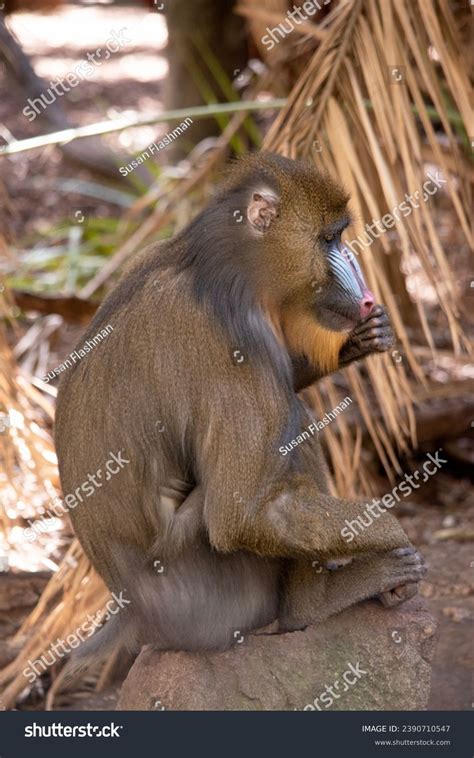 Mandrill Has Thick Ridges Along Nose Stock Photo 2390710547 | Shutterstock