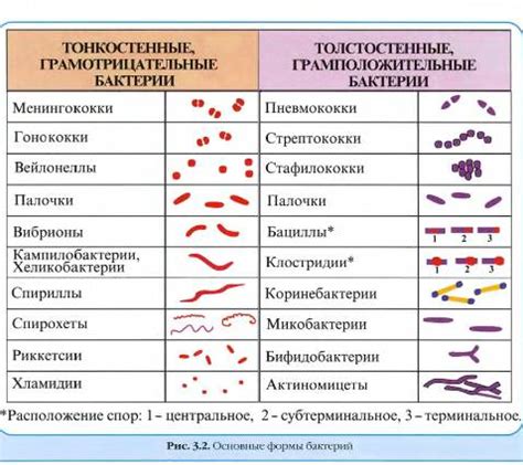 Окраска по Граму
