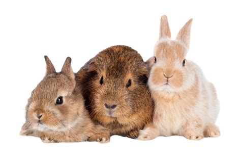 Health and Hygiene | Kings Heath Pet Centre | Birmingham