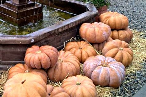 Identifying and Choosing the Best Types of Pumpkins