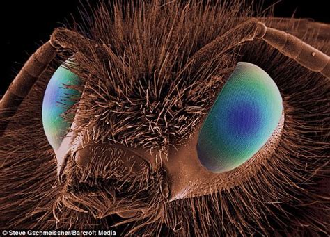 creepy crawlies   close insects magnified    million