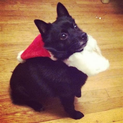 Santa Schipperke Dog