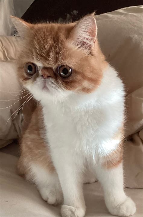 Exotic shorthair & Longhair Persian Kittens | OceanPurrls Persian Kittens