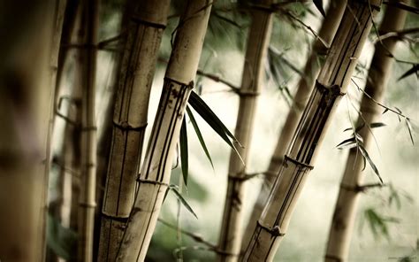 Бамбук » Природа » Обои для рабочего стола