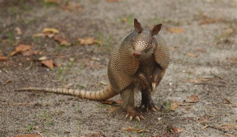 armadillo portrait  stock photo public domain pictures