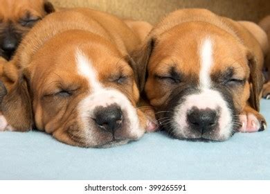Picture Cute Amstaff Puppy One Month Stock Photo 399265591 | Shutterstock