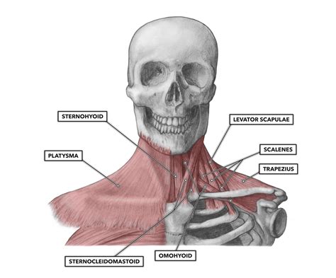 anatomy  neck  chest  edna weiss blog