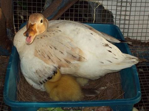 6+ Snowy call duck eggs. | BackYard Chickens