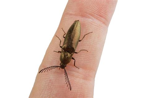 Insect Bite Complications: Exploring Potential Long-Term Effects and ...