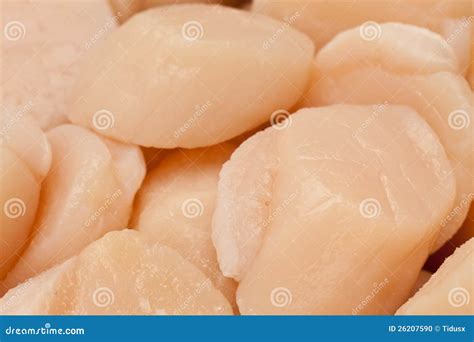 Raw scallops stock photo. Image of reflection, seafood - 26207590