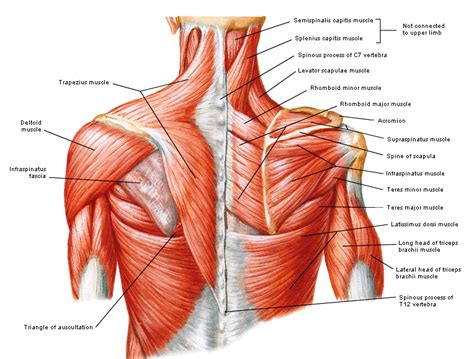 Schouderspieren Shoulder Muscle Anatomy, Neck Muscle Anatomy, Shoulder ...