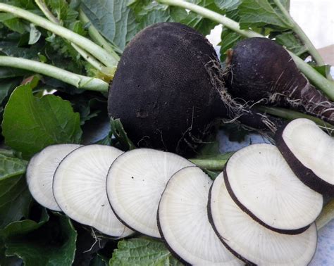 Black Spanish Round Fall Radish, 4 g : Southern Exposure Seed Exchange ...