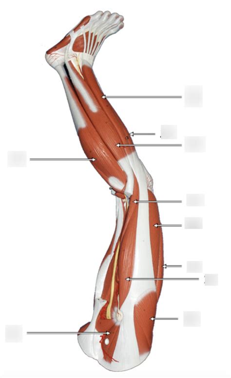 Lesson 8: Leg lateral/anterior position Diagram | Quizlet