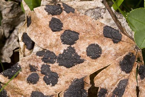 Leaf Spots on Japanese Maples: 7 Causes and Therapies - Home Garden Trends