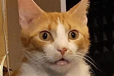 Cat Hilariously Goes Into a 'Trance' While Waiting for Leftover Milk ...
