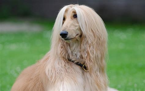Афганска хрътка: Грижи и Нрав | DogBlog