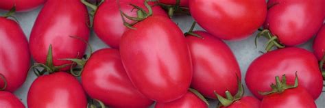 Экзотичные полудетерминантные томаты - Rijder Seeds