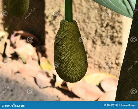 image  beautiful baby jackfruit  india stock photo