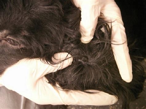 do dogs and cats get lice 4