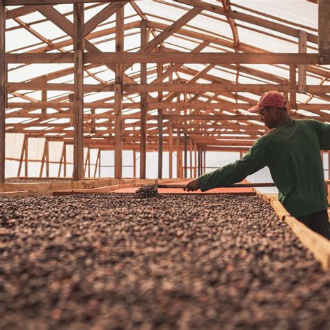 San Antonio Coop Coffee Farm | 88 Graines Green Bean Coffee importer