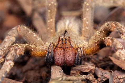 Brazilian Wandering Spider Shuts Down Austrian Supermarket - Men's Journal