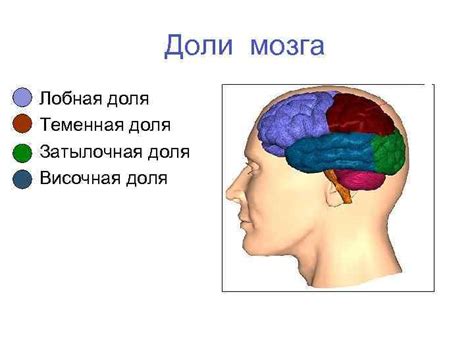Травма головы Анатомия головы