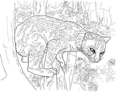 Free Cougar Coloring Pages