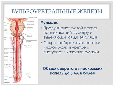 Физиология мужской репродуктивной системы - презентация онлайн