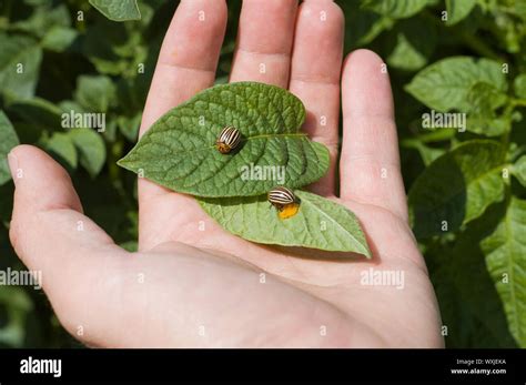 Colorado potato beetle in hand with eggs Stock Photo - Alamy