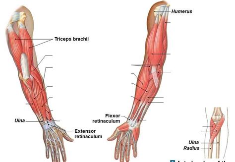 anatomy   upper arm tendon structure explained