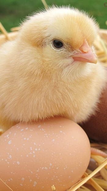 赤ちゃんのひよこの裏庭の栽培者 ©kim Smith - 鶏の赤ちゃん - 高画質の壁紙 | Pxfuel