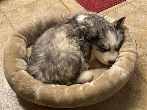 New Puppy! : r/husky