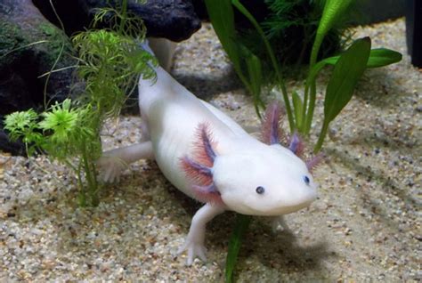 Axolote: 7 curiosidades sobre esse pet encantador | Petz