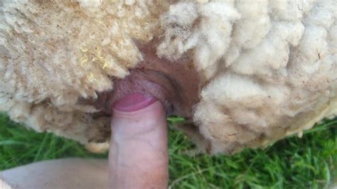 sheep fuck