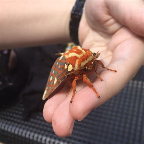 An Amazing Regal Moth : r/moths