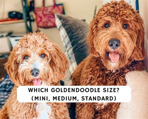 Mini Goldendoodle Size Chart