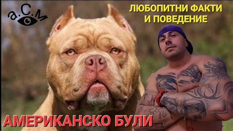 АМЕРИКАНСКО БУЛИ - ЛЮБОПИТНИ ФАКТИ И ПОВЕДЕНИЕ а.С.м - YouTube