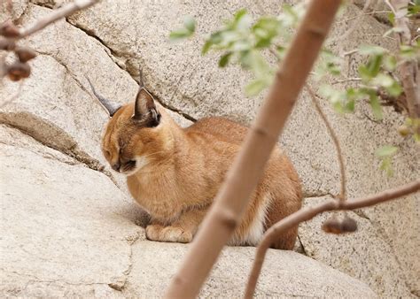 Karakal Katze Wild - Kostenloses Foto auf Pixabay - Pixabay