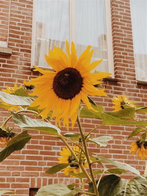 Sunny flower | Beautiful flowers, Flowers, Pretty pictures