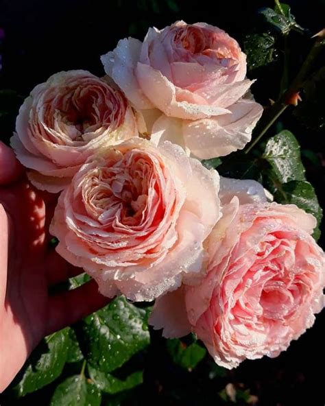 Pink Art, Rose Garden, Premium, Bedroom, Plants, Flowers, Bedrooms ...