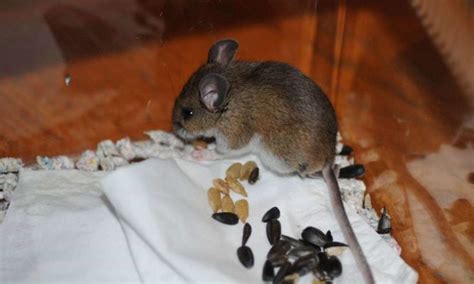 Coco De Lagartixa E Rato - Como Diferenciar Fezes de Barata, Rato e Lagartixa? | Mundo Ecologia