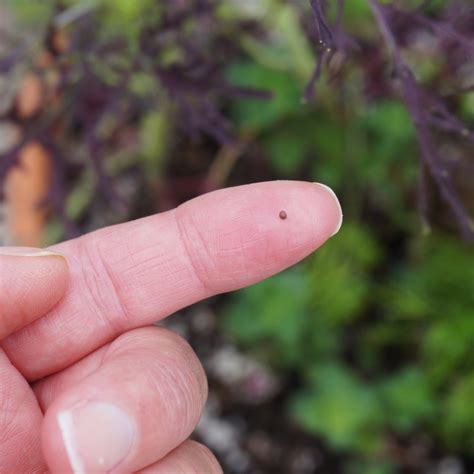 Actual Size Of Mustard Seed at Lucas Angas blog